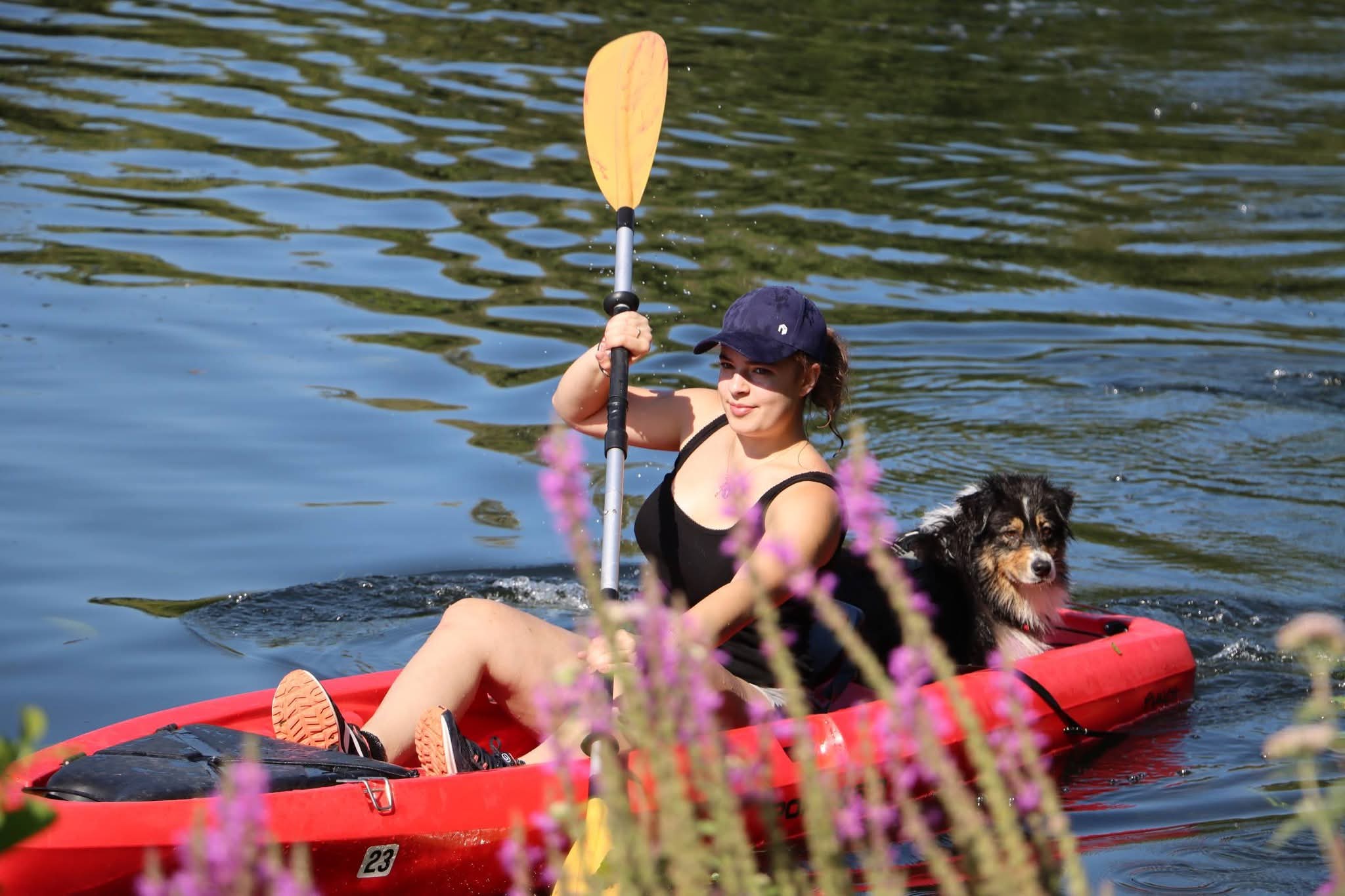 Les chiens profitent de la baignade