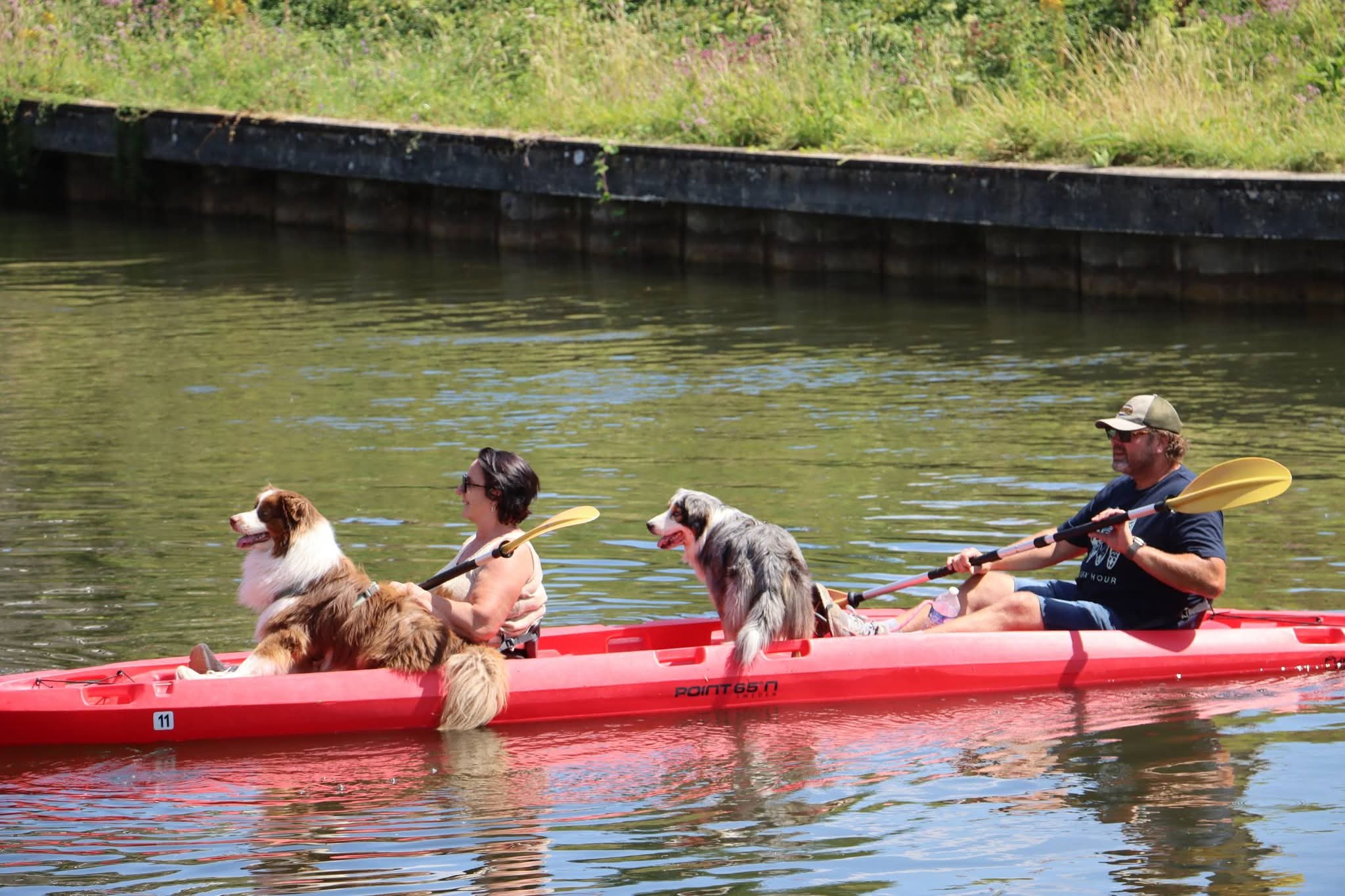 Les chiens courent librement sur le chemin