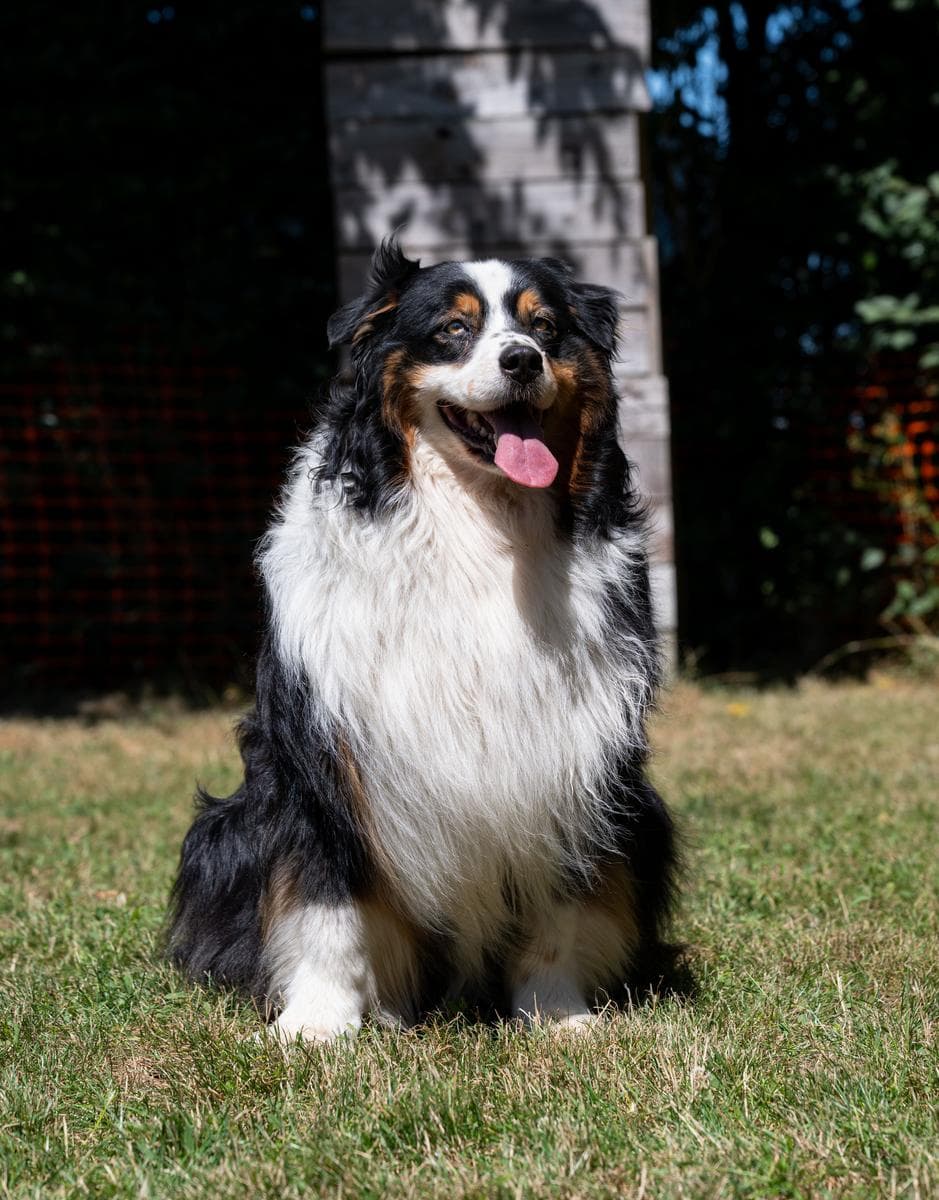 Oska au parc d'éducation canin