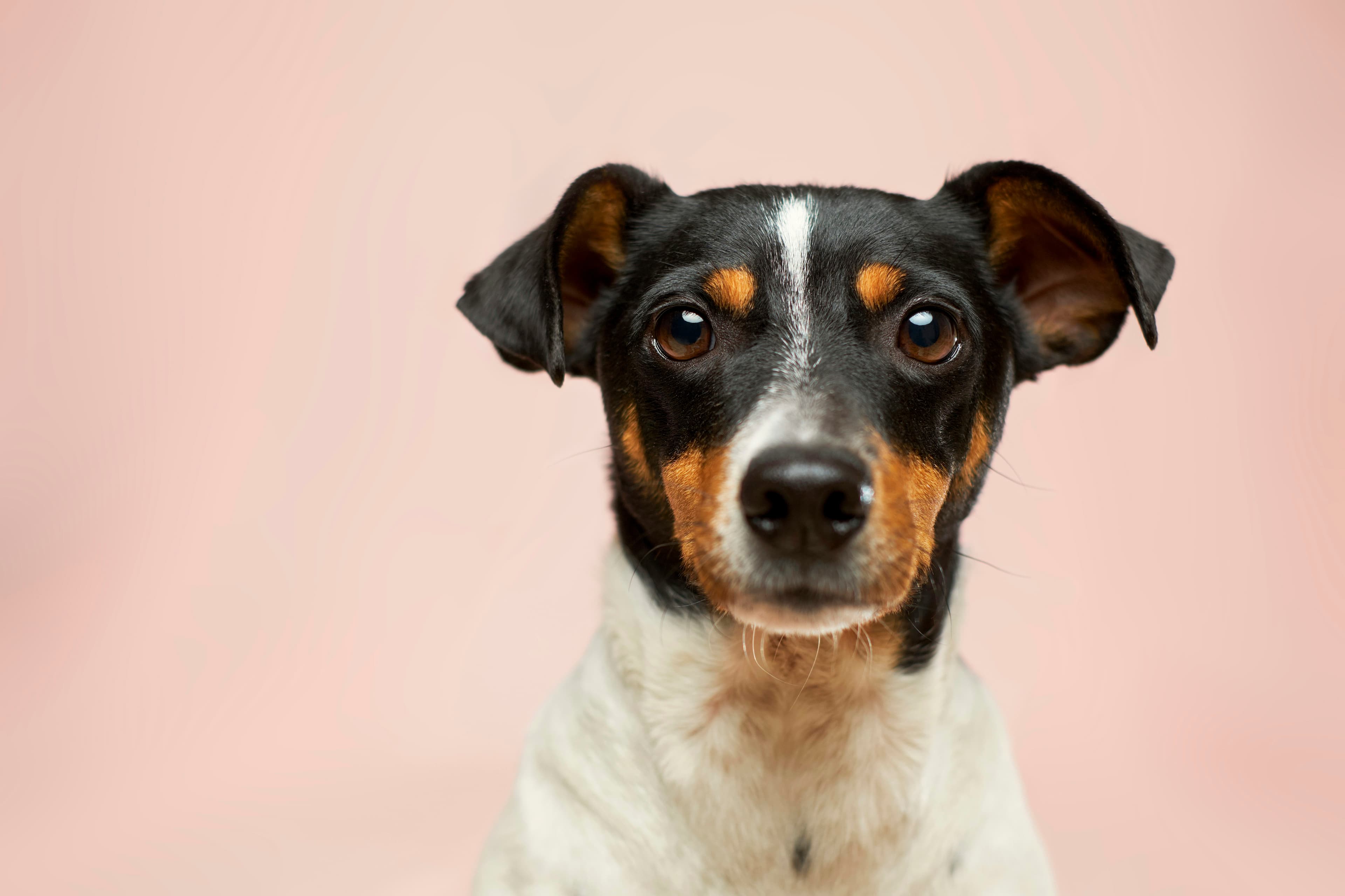 Chiots jouant ensemble sur une pelouse — socialisation canine