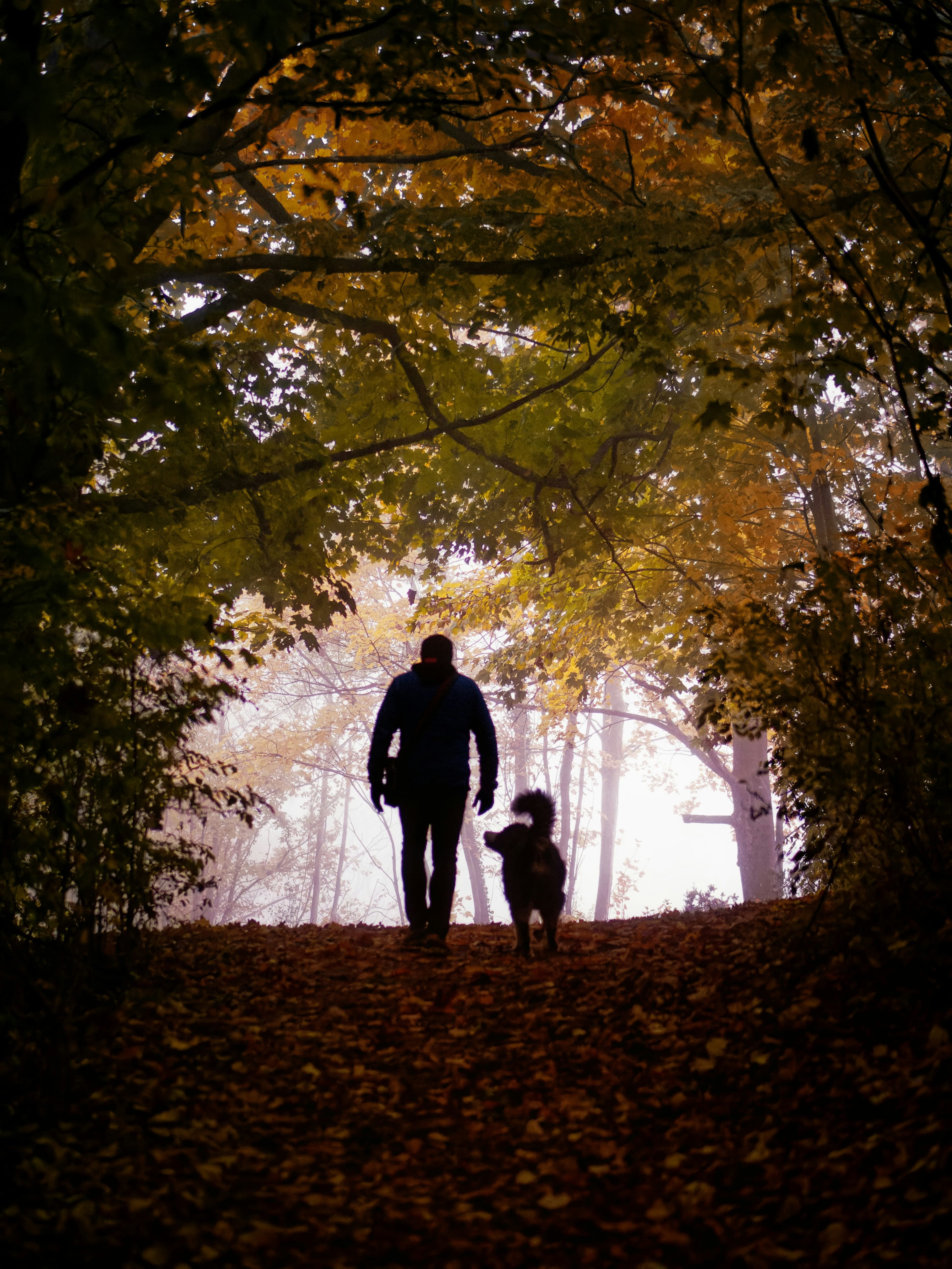 Homme qui promène son chien en forêt en automne