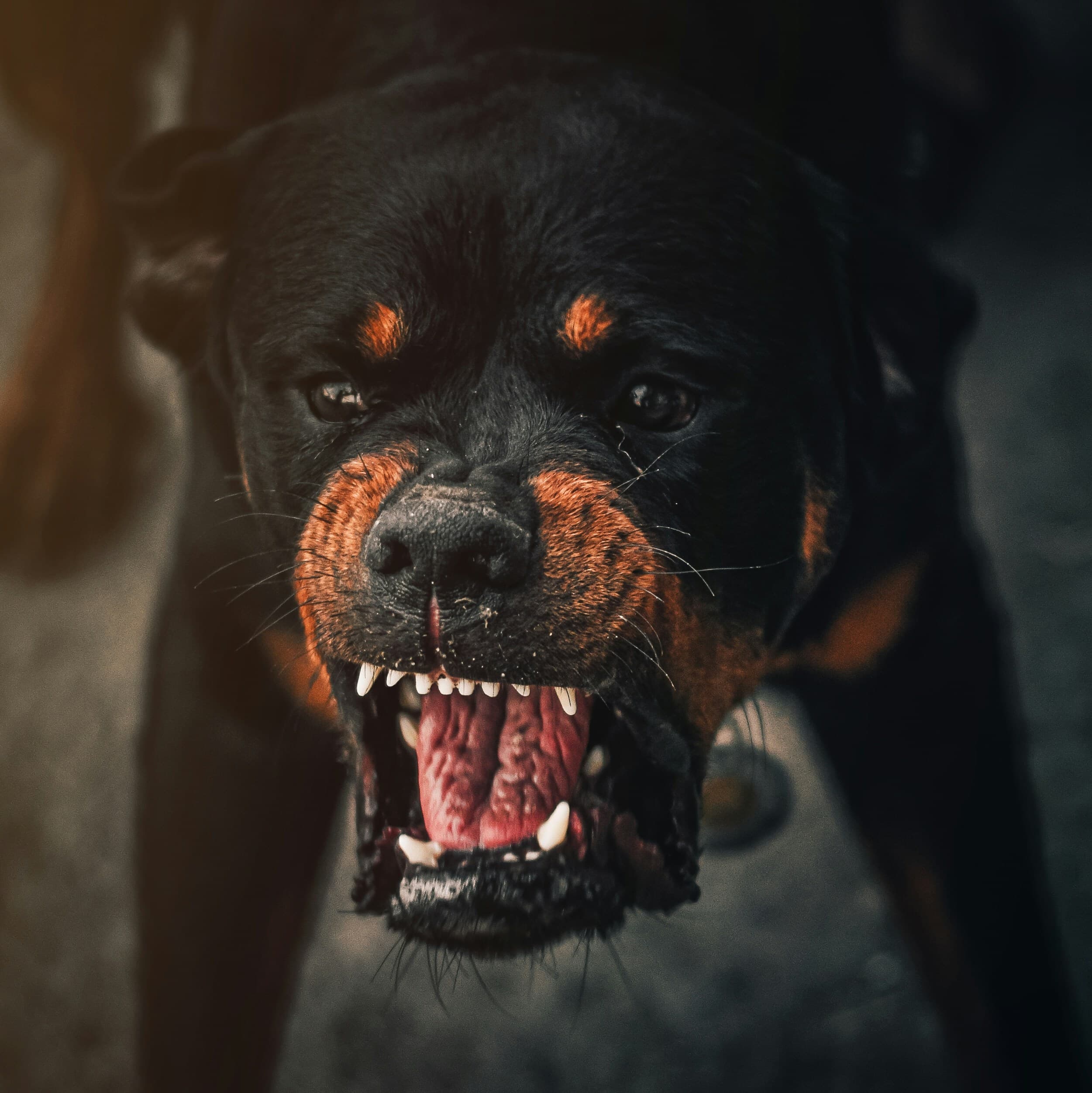 Chien gueule ouverte — comportement d'agressivité ou d'avertissement