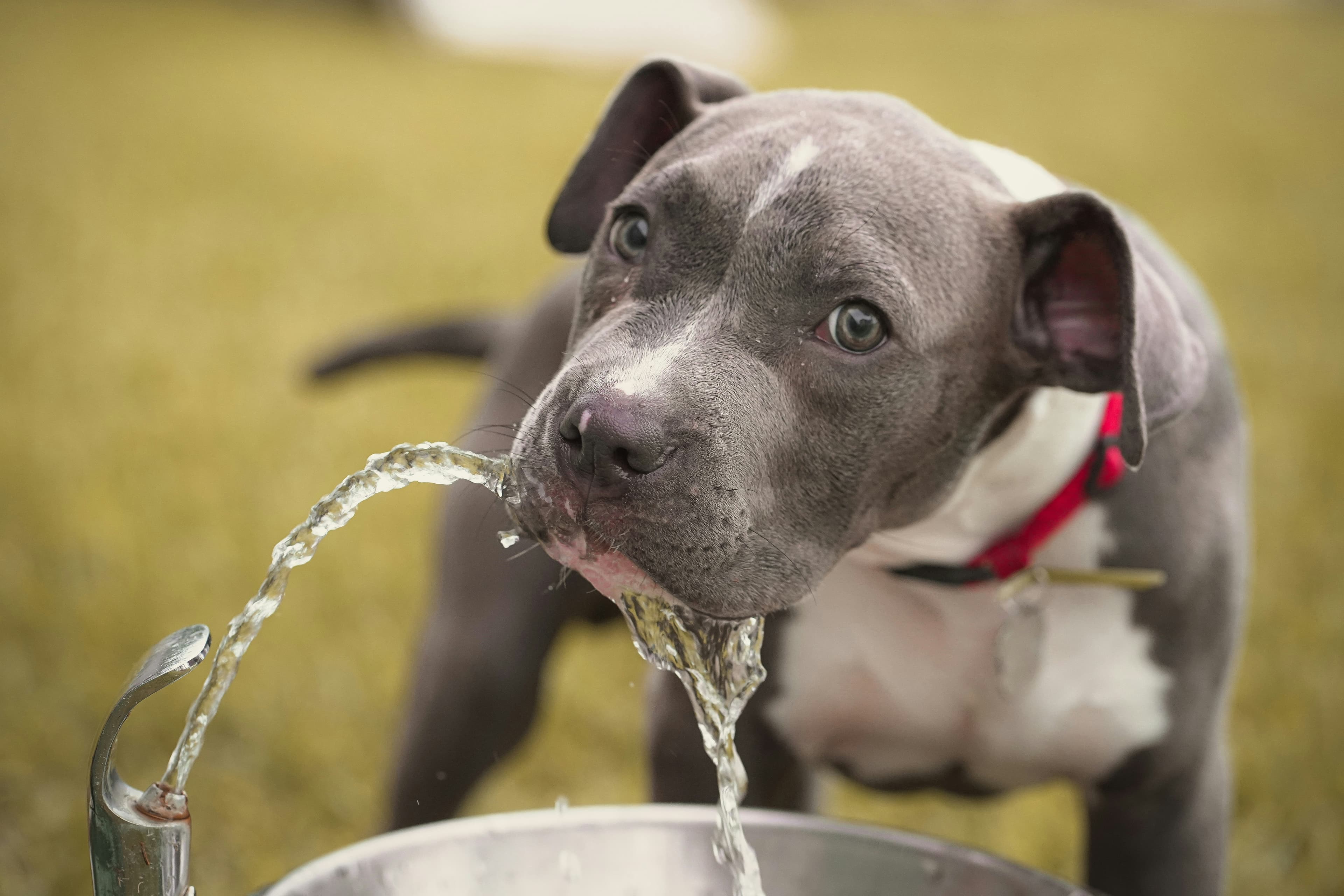 Chien qui boit de l'eau fraîche par temps de canicule
